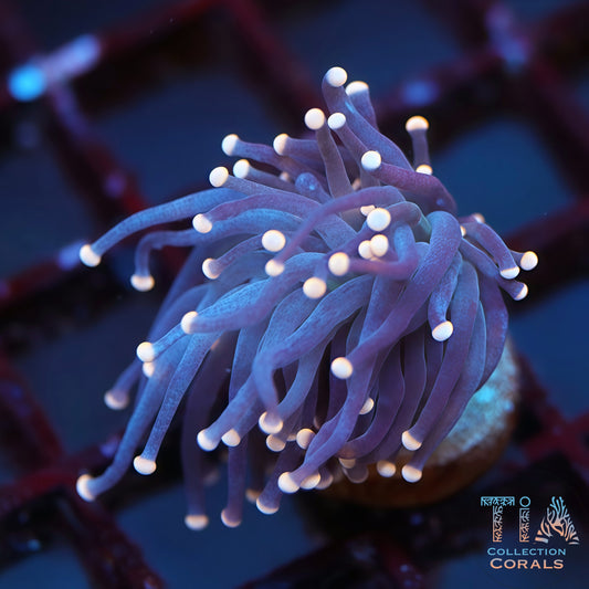 Yellow Tip Peach Troch