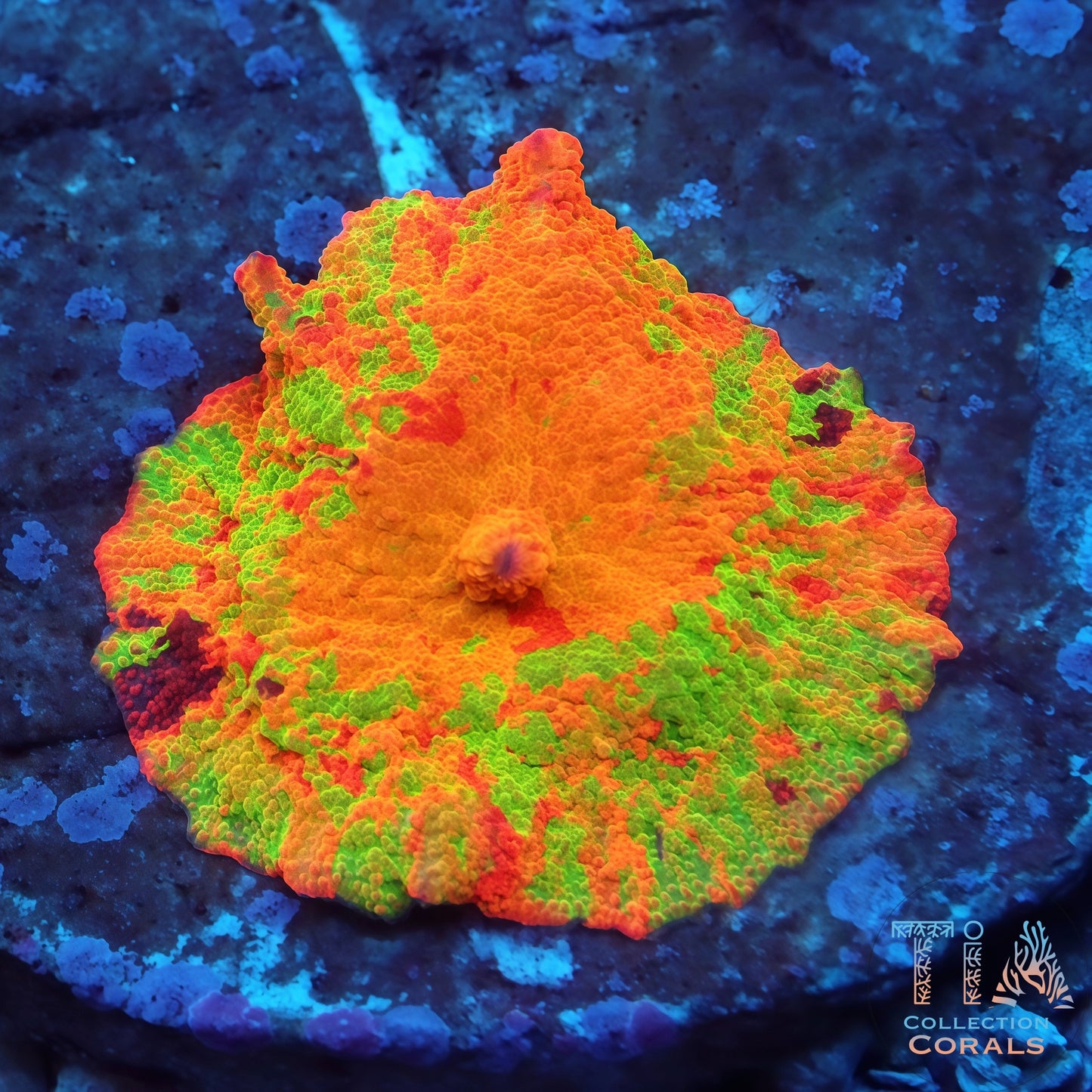 Purple Monster Jawbreaker Mushroom (3 Inches + & Pick Up Only, NO SHIPPING!)