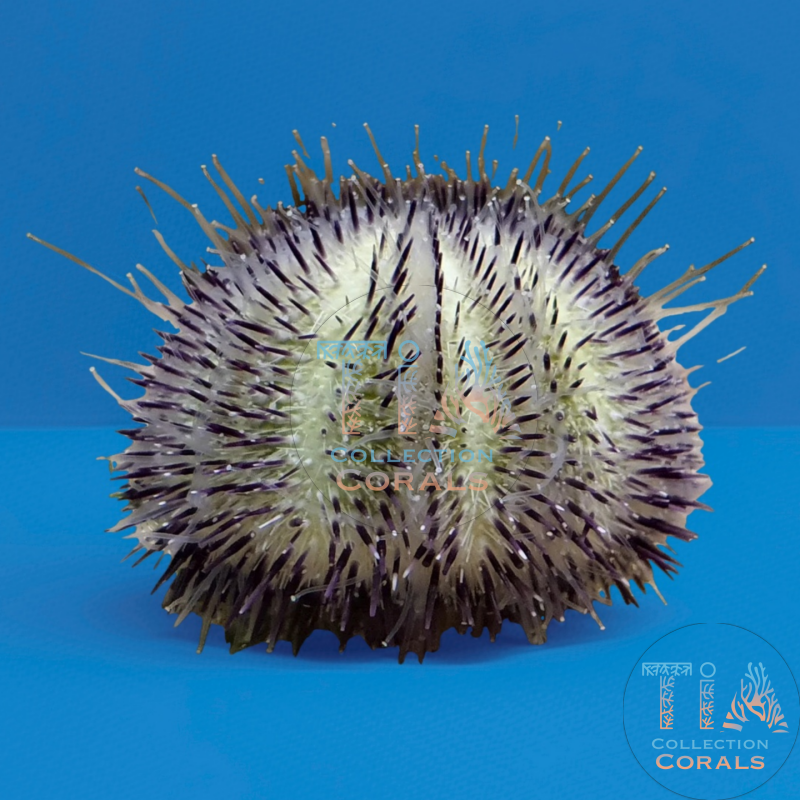 Laberinto del núcleo fundido