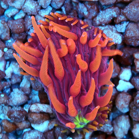 TIA Dragonfruit Ember Diaseris Plate