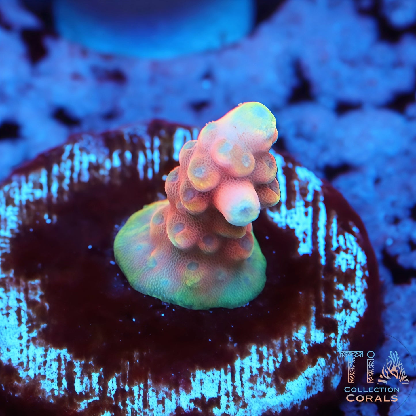 RMF Candy Land Acropora