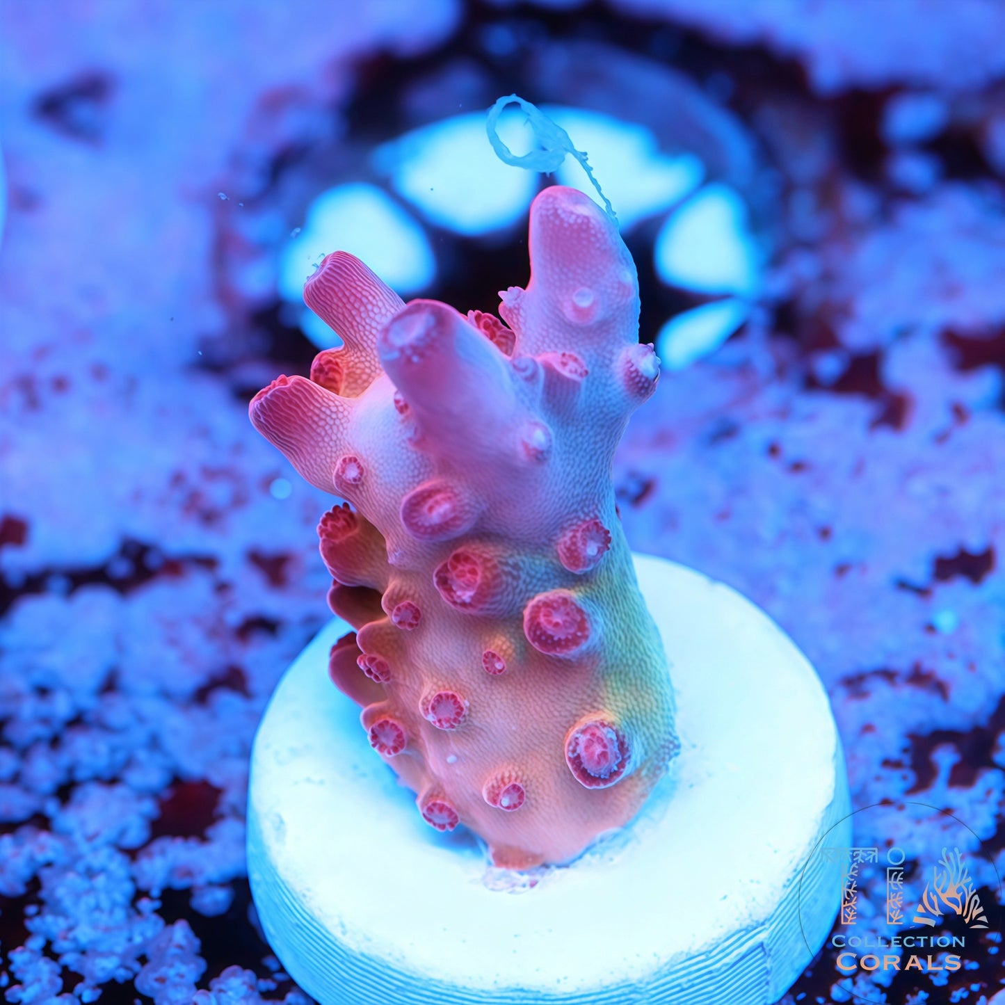 PRC Robinhood Acropora