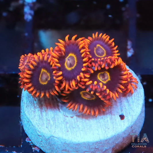 Rainbow Hornets Zoanthias