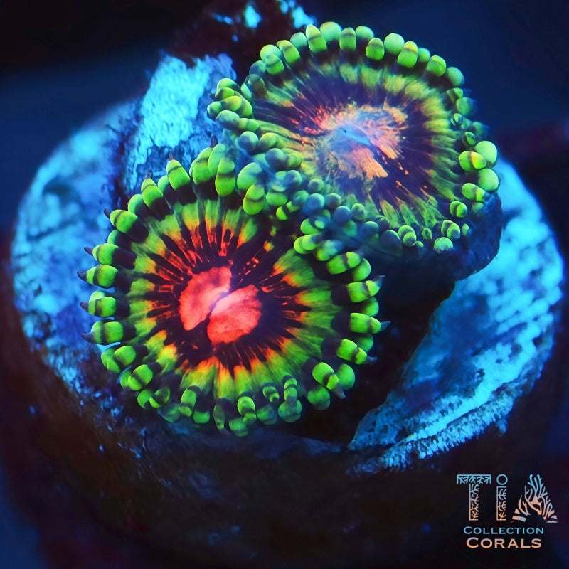 Rainbow Incinerator Zoanthids