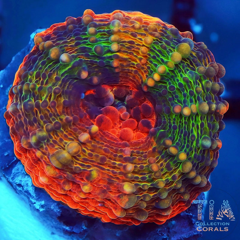 Indo Rainbow Bowerbanki