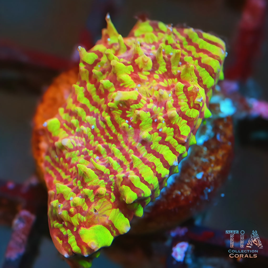 Cáliz de vals del pavo real