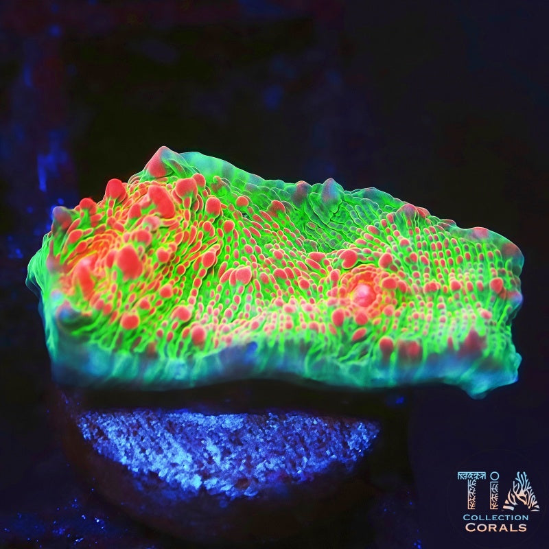 Rainbow Sherbet Chalice