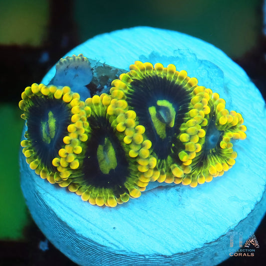 Rainbow Yoda Zoanthids