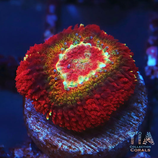 Rainbow Asian Acan b