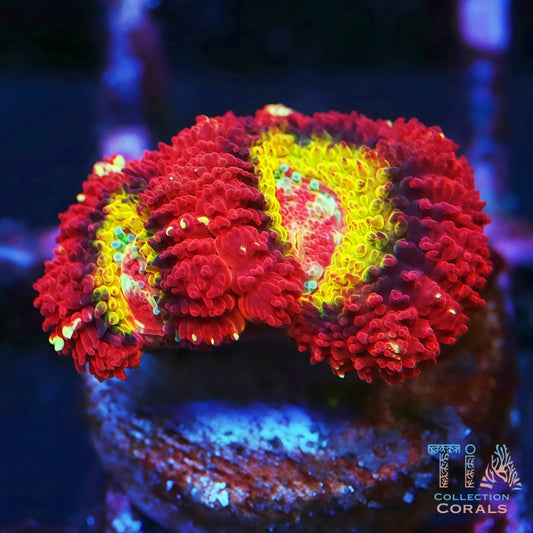 Red Rainbow Asian Acan