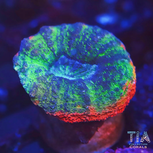 Red Rim Branching Lobo