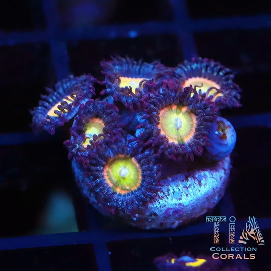 TIA Peach Glint Zoanthids - Live Softies Coral for Sale | TIA Coral