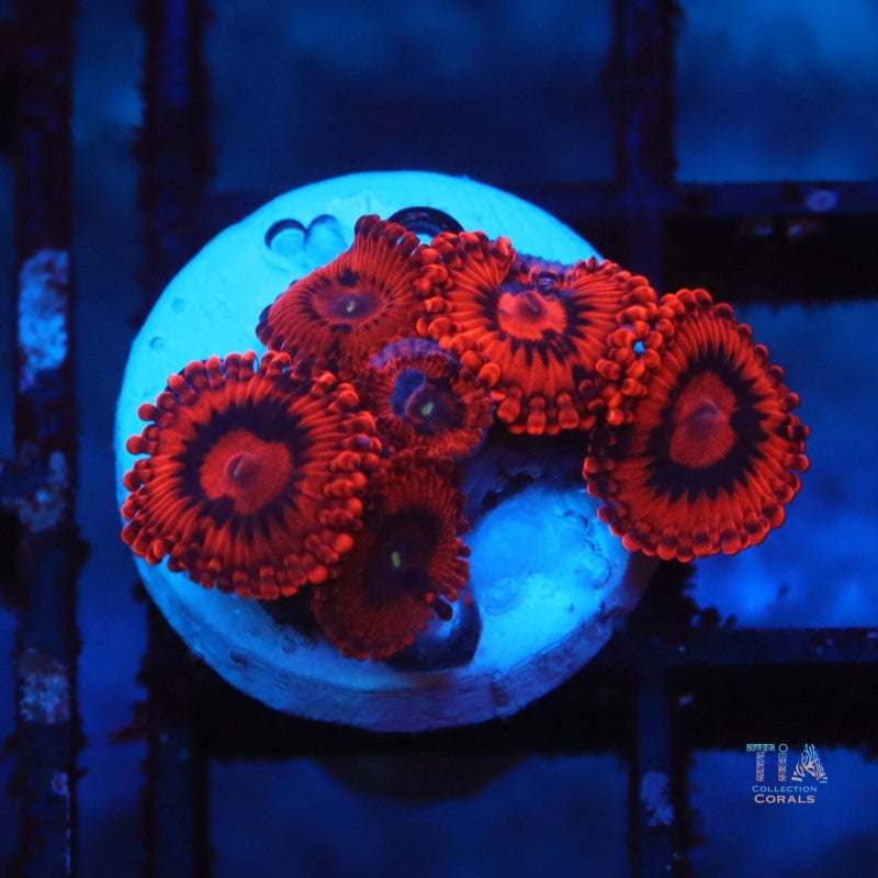 Zoanthias de punto de fuego