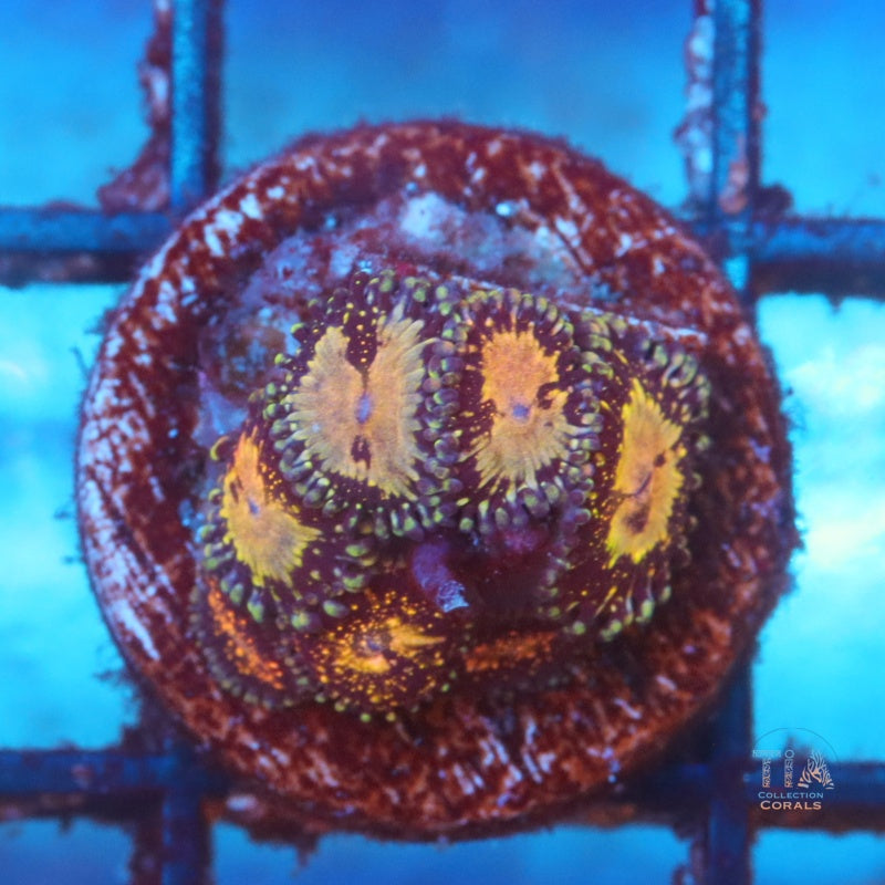 Zoanthias, la Parca