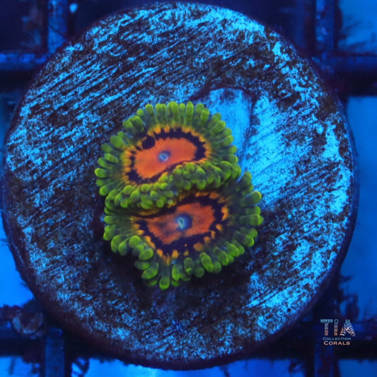 Marvin the Martain Zoanthias