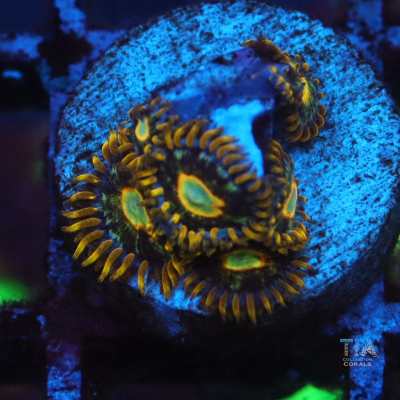 Murder Hornet Zoanthias