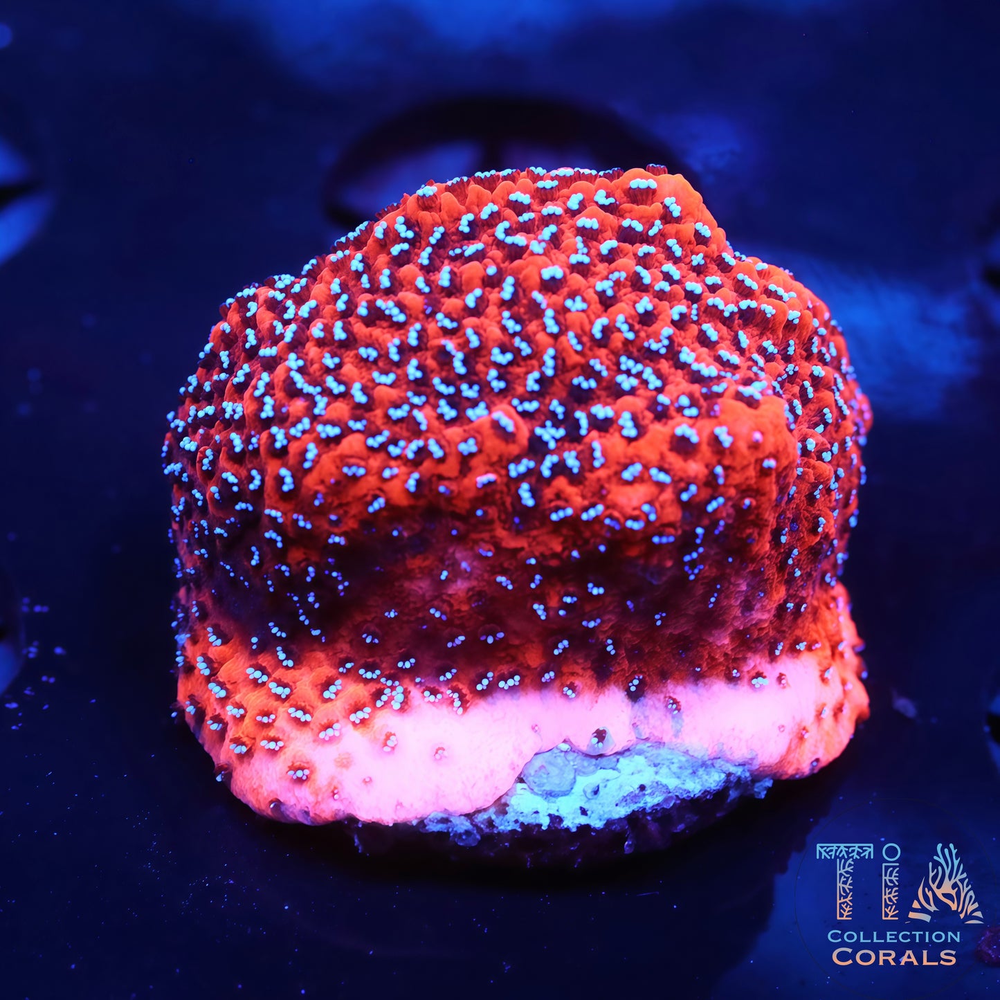 Superman Montipora Frag