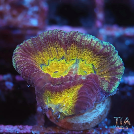 TIA Charizard Drunk Monkey Dipsastraea