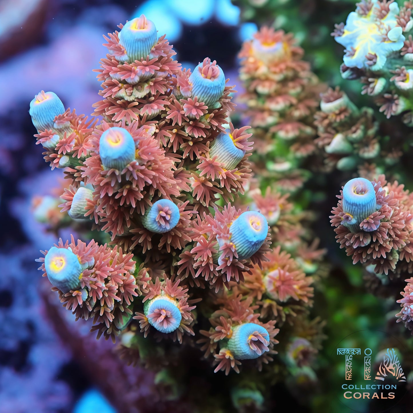 TIA Emberpop Acropora Colony (cut to order)