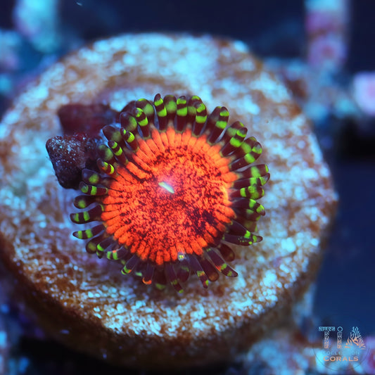 TIA Fireburst Zoanthid