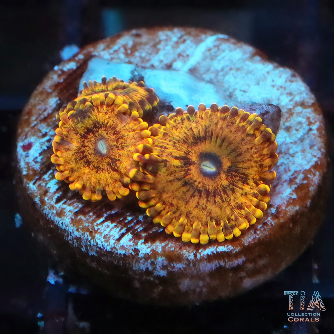TIA Gold Maul Zoanthias