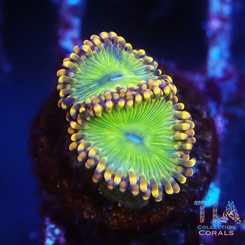 TIA Green Goblin Zoanthids