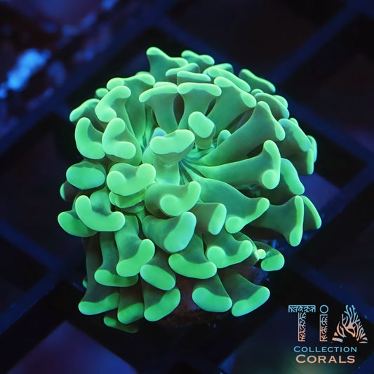 Green On Green Hammer Frag