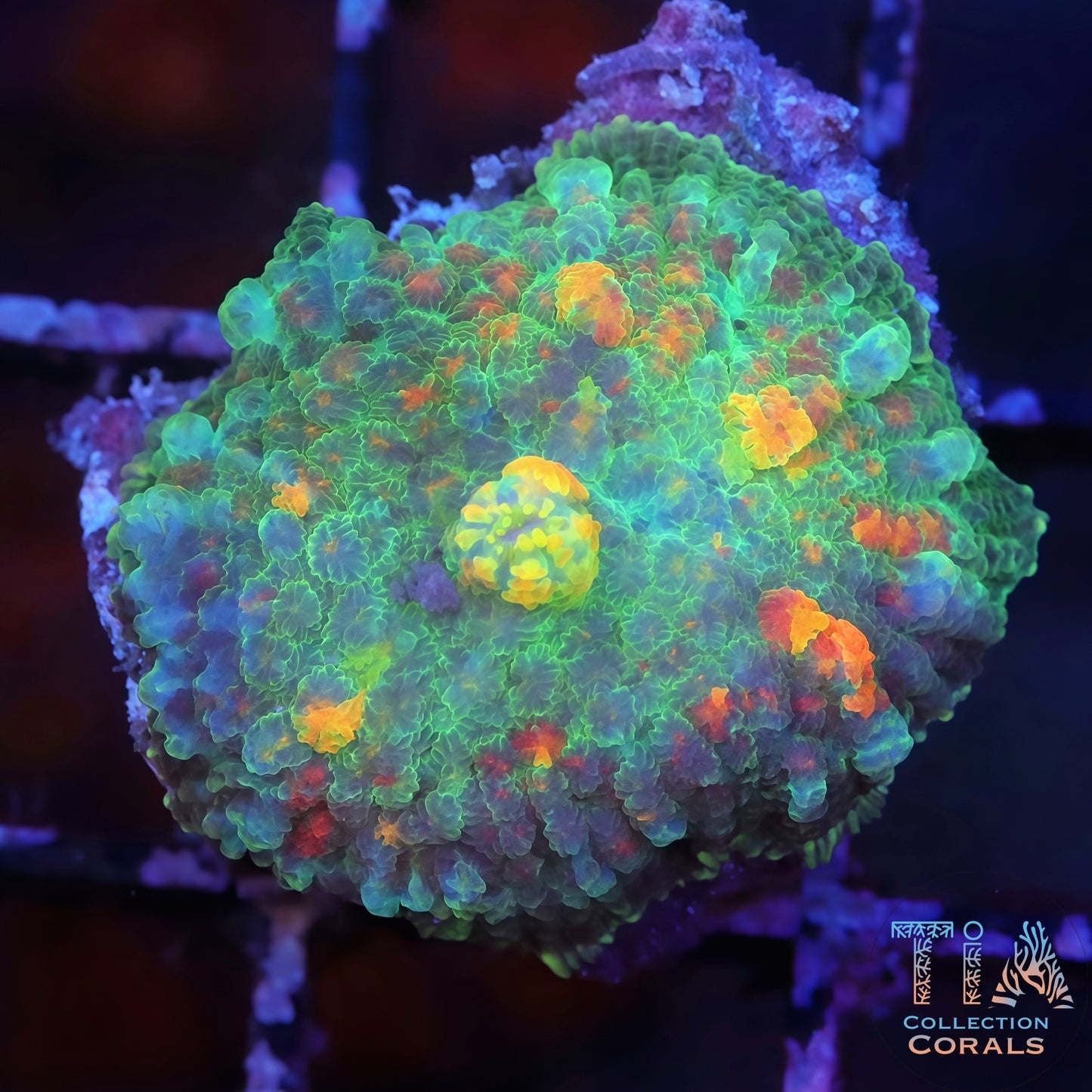 Flame Rimmed Bounce Mushroom