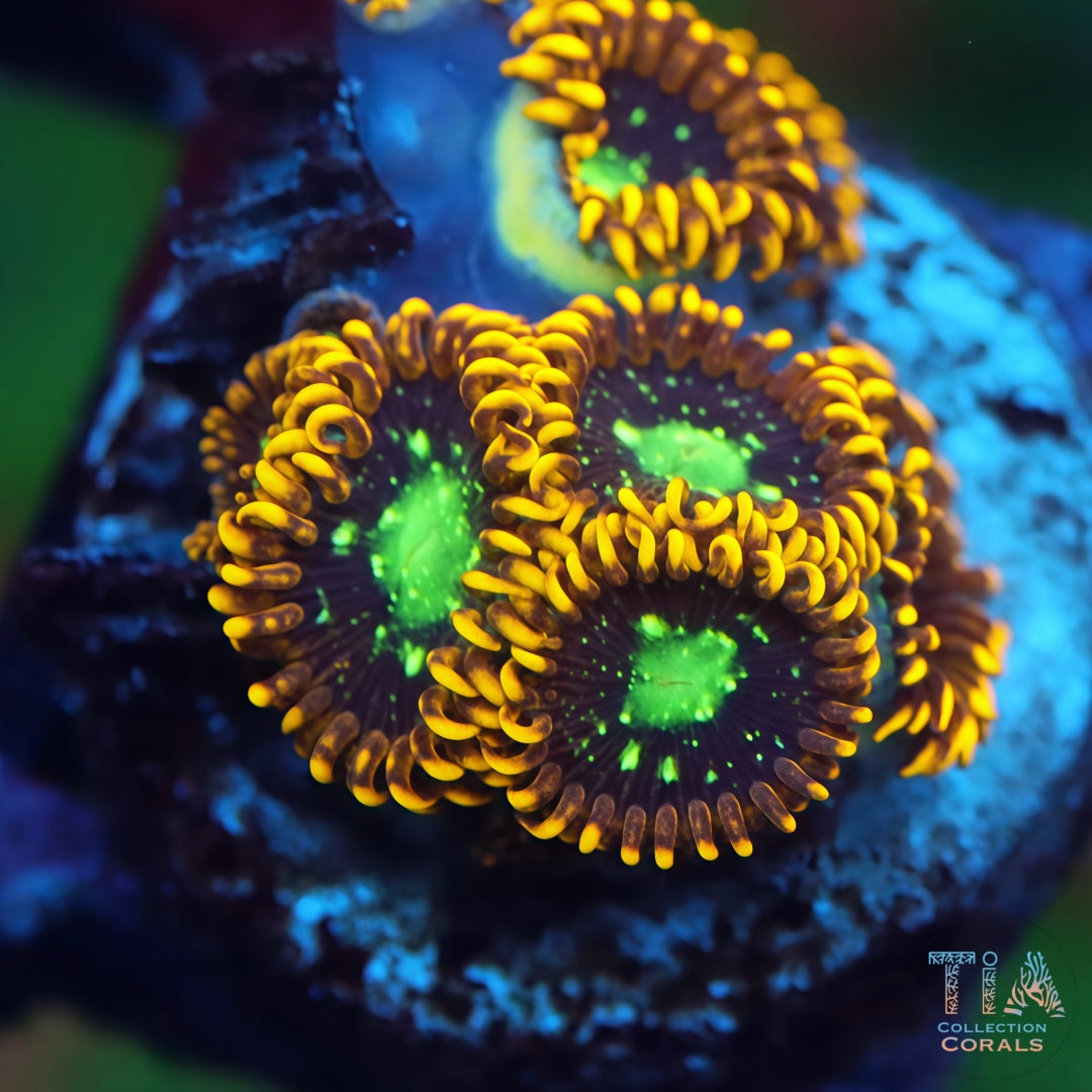 Zoanthias inyectadas en sangre de JF