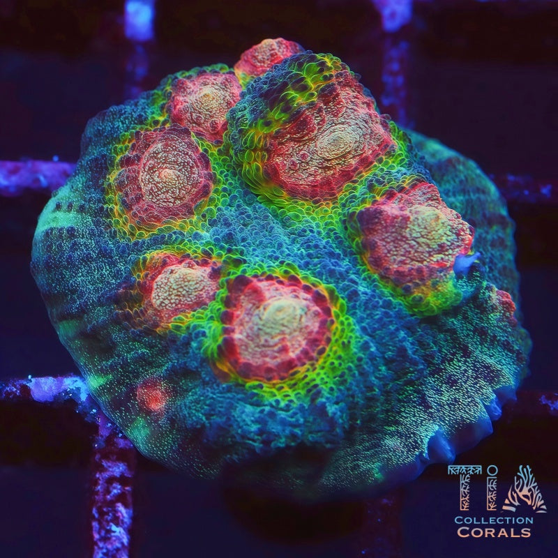 TIA Peacock Waltz Chalice - Live LPS Coral for Sale | TIA Coral