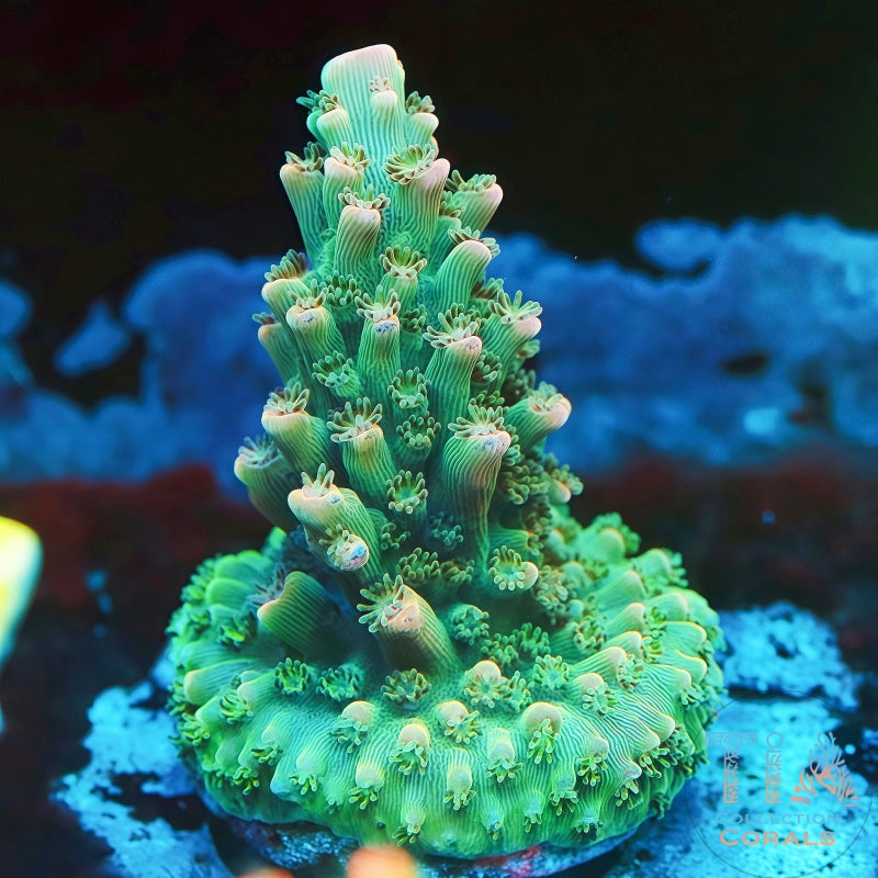 TIA Pink Abrotanoides Acropora