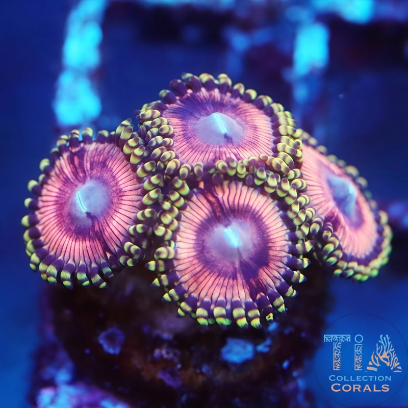 TIA Pink Killer Zoanthids Softies Coral | Tia Coral – TIA Corals