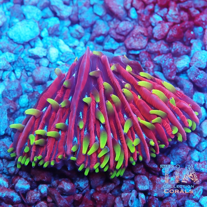 TIA Radioactive Plate