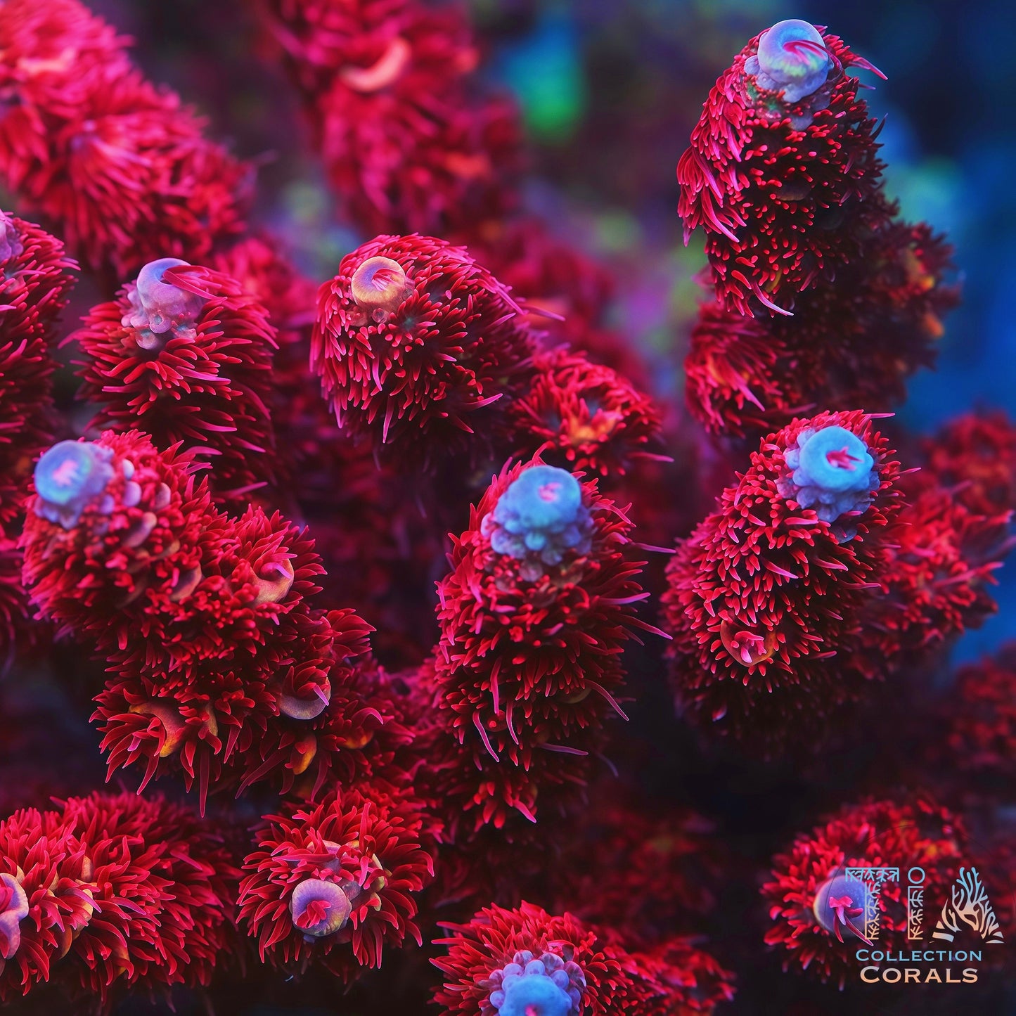 Fragmento de pastel de cereza Montipora