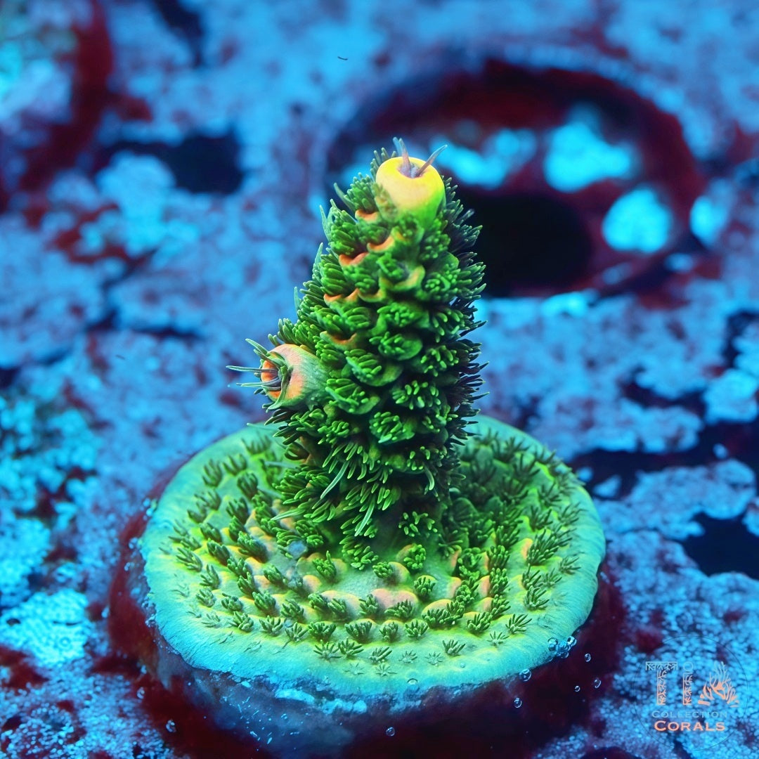 Fragmento de pastel de cereza Montipora