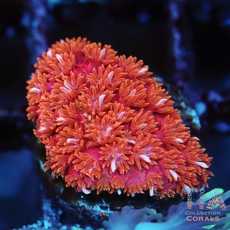 TIA Scarlet Snow (Rare Bicolor) Bernardpora
