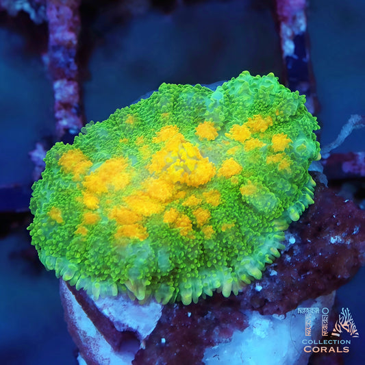 TIA Signature Dawnfire Rhodactis Mushroom