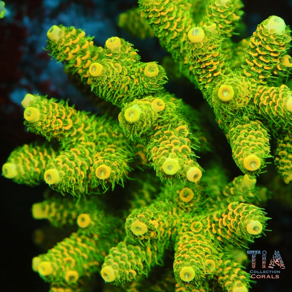 24 Gold Millepora