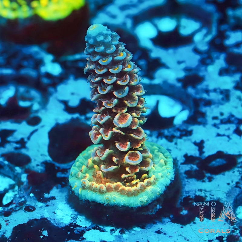 TIA Afterglow Tenius - Live SPS Coral for Sale | TIA Coral