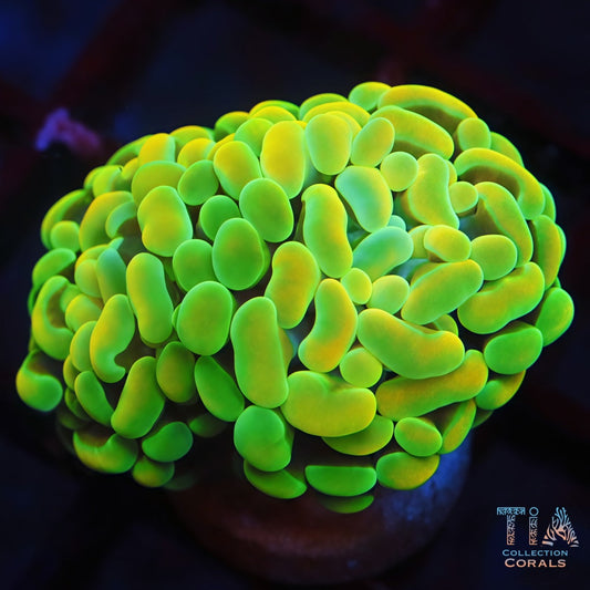 TIA Banna Glow hammer