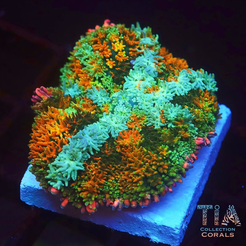 TIA Insane Frankenstein Mushroom - Live Softies Coral for Sale | TIA Coral