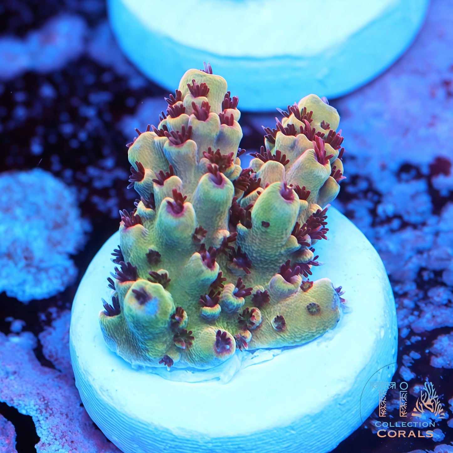 TSA Rainbow Sherbet Acropora