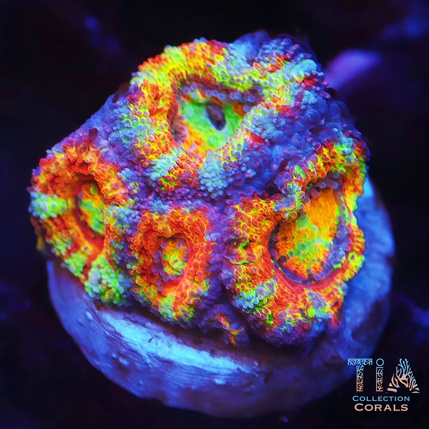 Tank Grown TSA Ultra Rainbow Acan