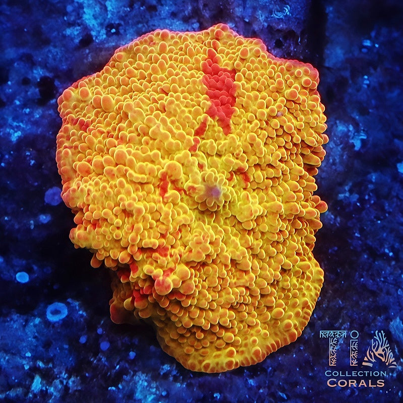 OG Tie Dye Jawbreaker Mushroom