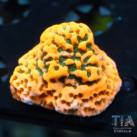 Fragmento de pastel de cereza Montipora