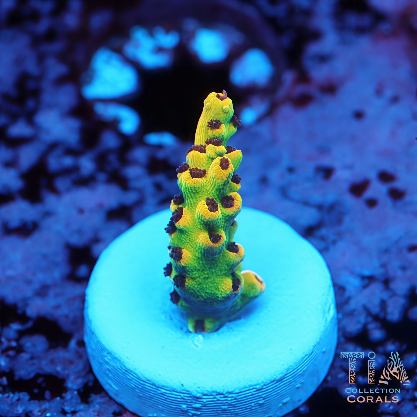 Tyree Pink Lemonade Acropora