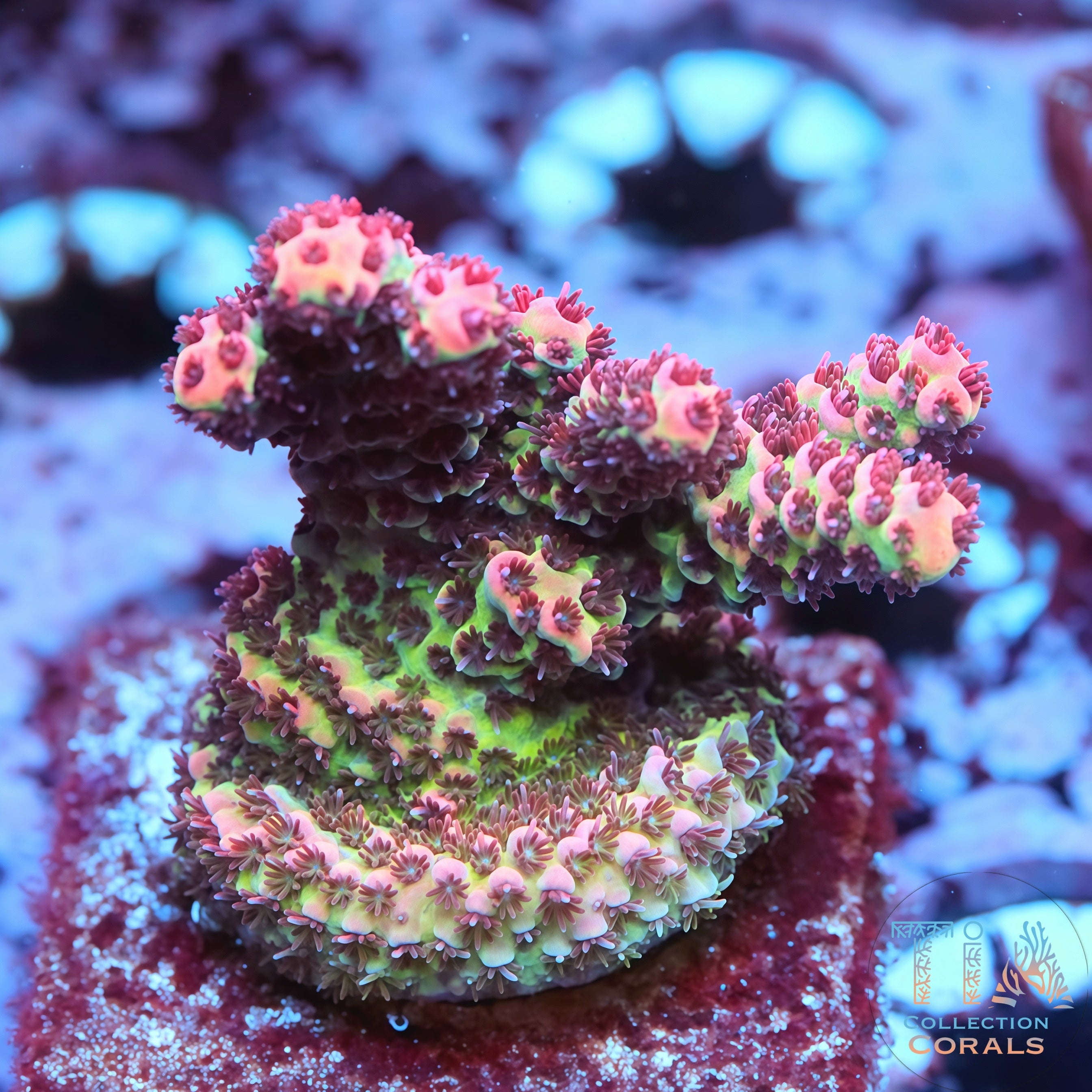 UC Dipping Dot Acropora Colony (cut to order) – TIA Corals