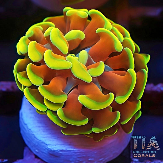 TIA Gold Mine Hammer