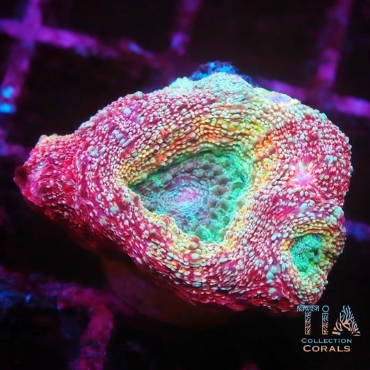 Ultra Rainbow Bowerbanki