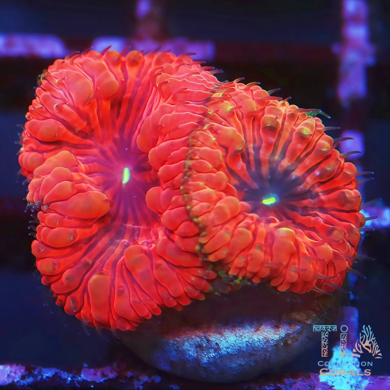 Fragmento de Acan multicolor
